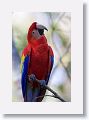 Scarlet Macaw