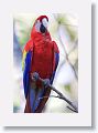 Scarlet Macaw
