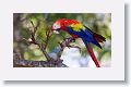 Scarlet Macaw