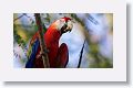 Scarlet Macaw