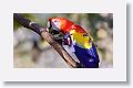Scarlet Macaw