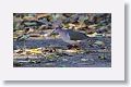 Gray-fronted Dove