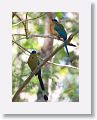 Blue-crowned Motmot