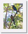 Blue-crowned Motmot