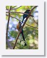 Blue-crowned Motmot