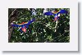 Scarlet Macaws