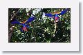 Scarlet Macaws