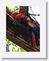 Scarlet Macaw