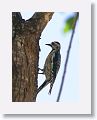 Yellow-bellied Sapsucker