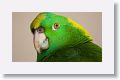 Yellow-napped Parrot