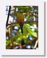 Turquoise-browed Motmot