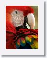 Scarlet Macaw