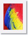 Scarlet Macaw