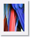 Scarlet Macaw