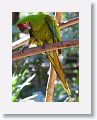 Great Green Macaw
