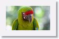 Great Green Macaw