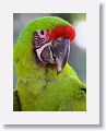 Great Green Macaw
