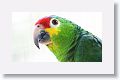 Red-lored Parrot