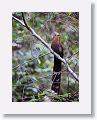 Squirrel Cuckoo