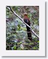 Squirrel Cuckoo