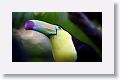 Keel-billed Toucan