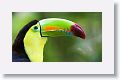 Keel-billed Toucan