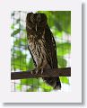 Mottled Owl