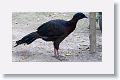 Highland Guan (immature male)