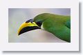 Emerald Toucanet
