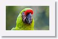 Great Green Macaw