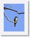 Olive-sided Flycatcher