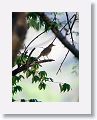 Clay-colored Thrush