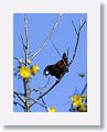 Montezuma Oropendola