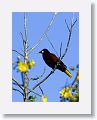 Montezuma Oropendola