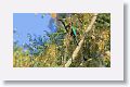 Turquoise-browed Motmot