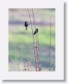 Indigo Buntings