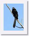 Groove-billed Ani