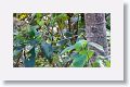Rufous-capped Warbler
