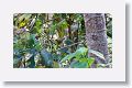 Rufous-capped Warbler