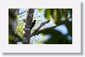 Acorn Woodpecker