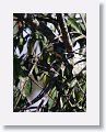 Gartered Trogon