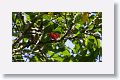 Summer Tanager