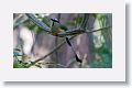 Turquoise-browed Motmot