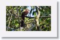 Squirrel Cuckoo