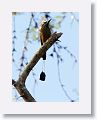 Turquoise-browed Motmot