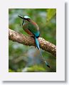 Turquoise-browed Motmot