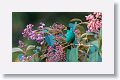 Green Honeycreeper