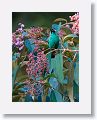 Green Honeycreeper