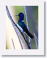 White-necked Jacobin