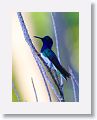 White-necked Jacobin